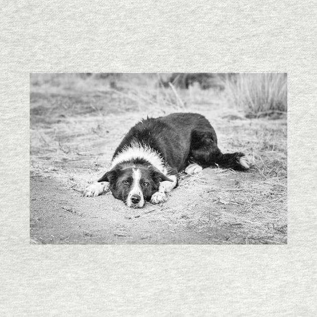 Black and White Border Collie Lying on Ground by Amy-K-Mitchell